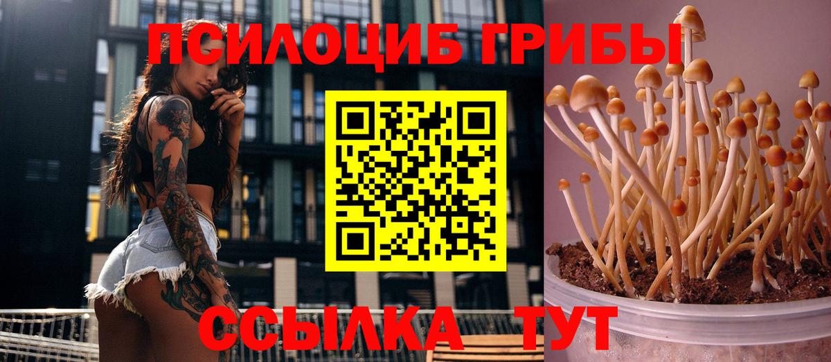 Псилоцибиновые грибы Psilocybine cubensis Гусиноозёрск